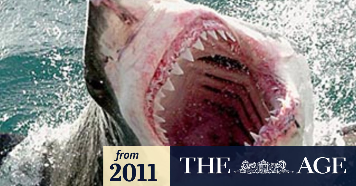 Shark thought to have killed baby whale